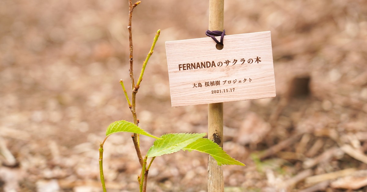 桜植樹プロジェクトに参加。伊豆大島の自然を守る桜の香り