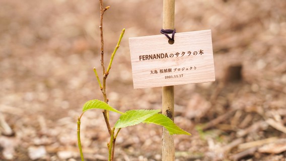 桜植樹プロジェクトに参加。伊豆大島の自然を守る桜の香り