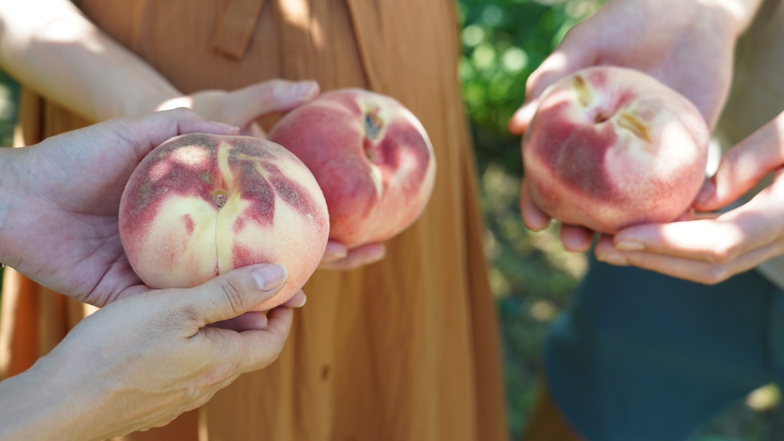 今年の桃は、農園から。ぎゅっとまるごともぎたて濃厚桃のフレッシュな 
