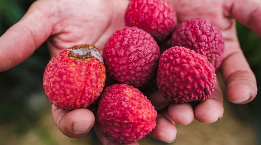 希少な国産ライチ栽培に挑む農家とともに。 “廃棄ロス果実” を香りアイテムに生かす「ライチコレクション」