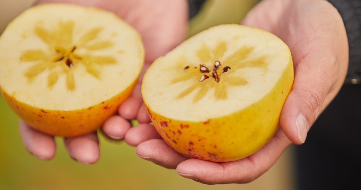 フェルナンダ りんご リンゴ まとめ売り 大人気の「リンゴ コレクション」が今年も登場！“ロス果実”を