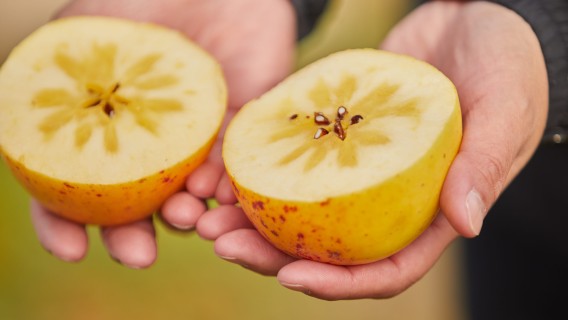 今年の「リンゴコレクション」は、果実感あふれるフレッシュな香り。常識にとらわれないリンゴ農園からのインスピレーション